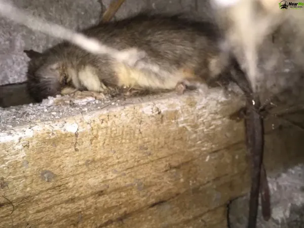 Dead Rat Removal Landsborough